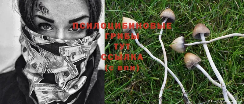 omg сайт  Курчатов  Псилоцибиновые грибы Psilocybe  магазин продажи  